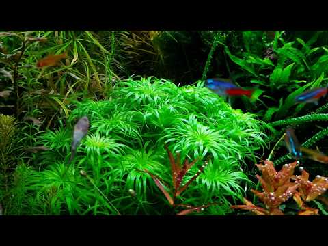 108l - Welcome to the jungle -  dziegan