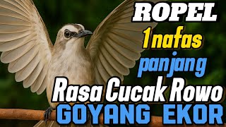 Download lagu Burung trucukan gacor ropel 1 nafas panjang volume cucak rowo mp3 Download lagu Burung trucukan gacor ropel 1 nafas panjang volume cucak rowo mp3