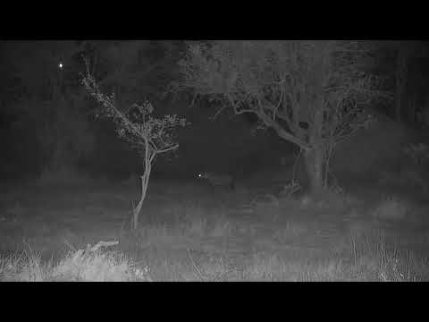 Djuma: Two Hyenas walking through - 23:50 - 09/01/21