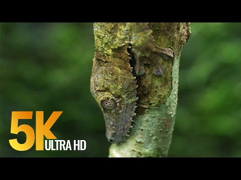 5K African Wildlife | African Nature Showreel 2019 by Robert Hofmeyr