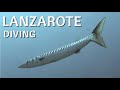 LANZAROTE | Scuba Diving, Rubicon Diving, Playa Blanca, Lanzarote, Spanien, Kanaren (Kanarische Inseln)