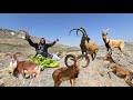 Ismat S Amazing Encounter With 50 Wild Goats And Mountain Rams In The Zagros Mountains ️
