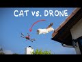 Cat vs. Drone