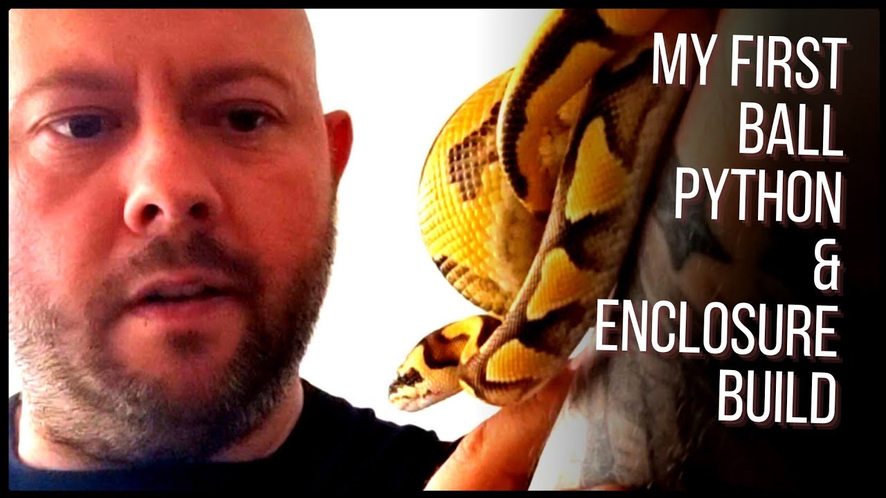My First Ball Python - How I Set It Up