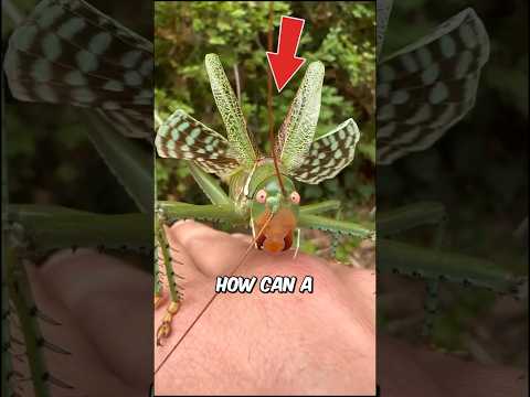 How Grasshoppers Turn Into Flying Plagues?
