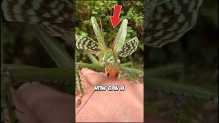 How Grasshoppers Turn Into Flying Plagues?