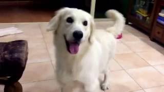 Dec 3, 2016 Golden retriever