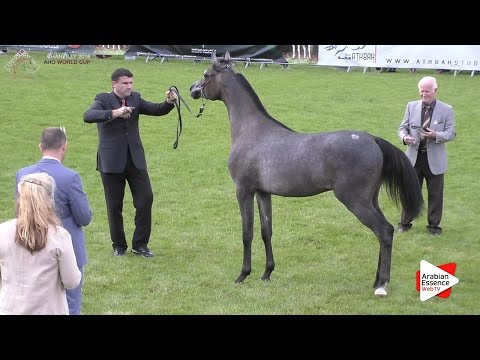2nd - N.56 D ARGHAD - Chantilly 2016 World Cup - Yearling Colts (Class 6B)
