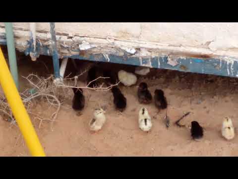 Animal life in village(18)