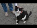 Tuxedo Cat With Pink Nose Is So Cute