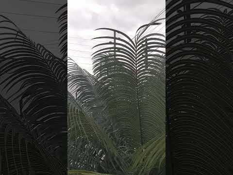 a grande nuvens de chuva em Teresina Piauí