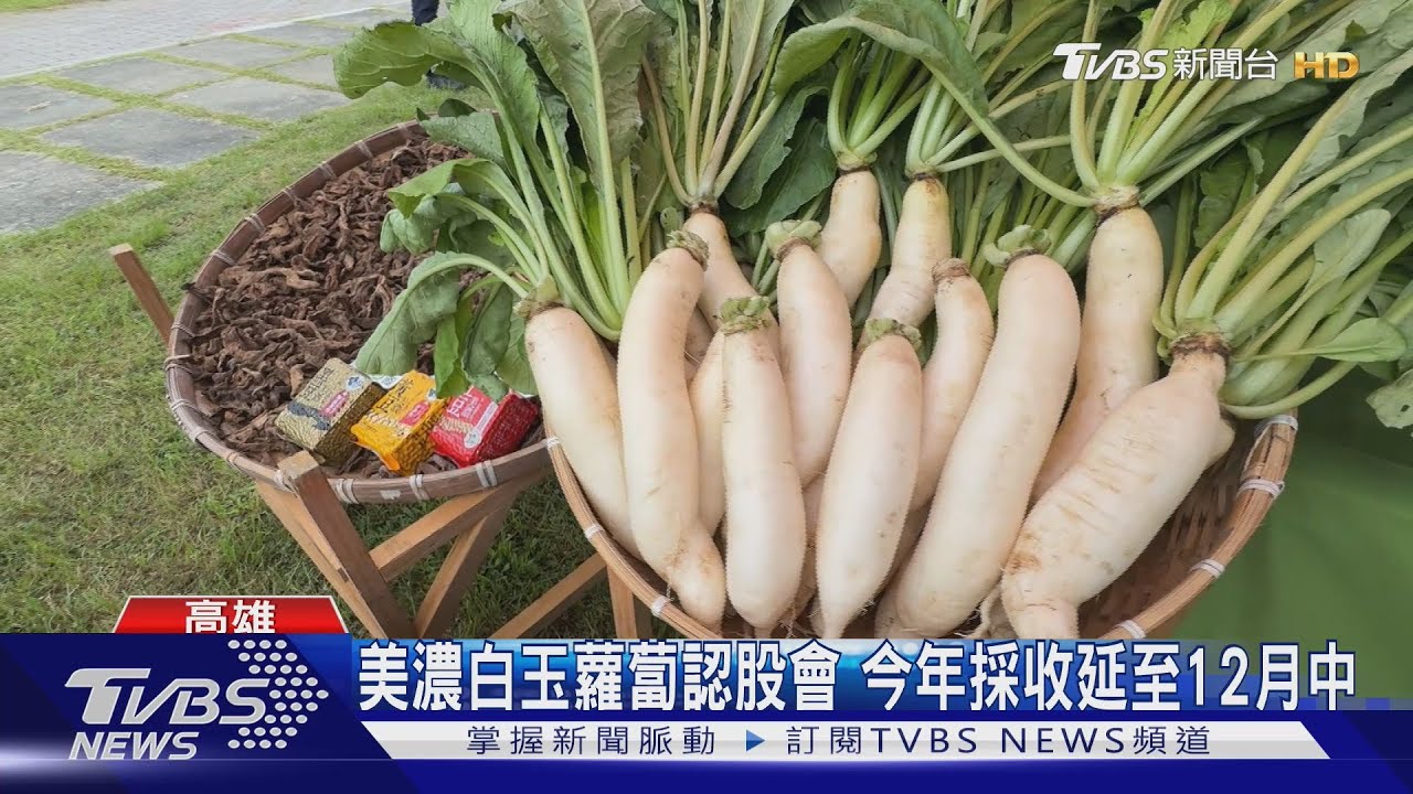 美濃白玉蘿蔔認股會 今年採收延至12月中