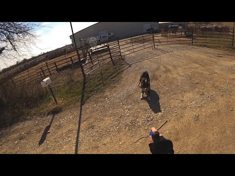 How to handle dog attack on bicycle like a BOSS by Aaron Smith in Cooke County near Gainesville, TX