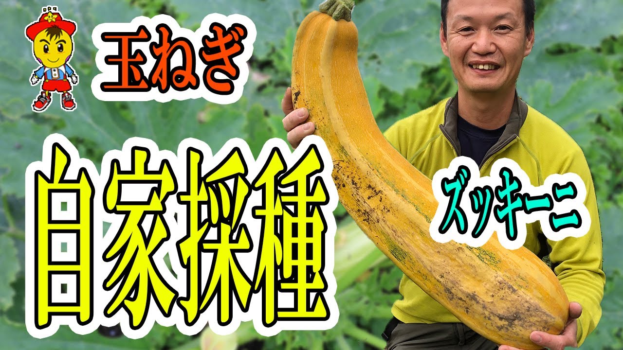 自家採種で強い野菜を育てる方法|タマネギとズッキーニの種採り手順