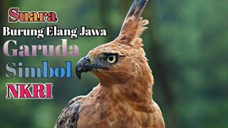 Download lagu Suara Burung Elang Jawa ||Burung Garuda Simbol NKRI#Elangjawa mp3 Download lagu Suara Burung Elang Jawa ||Burung Garuda Simbol NKRI#Elangjawa mp3