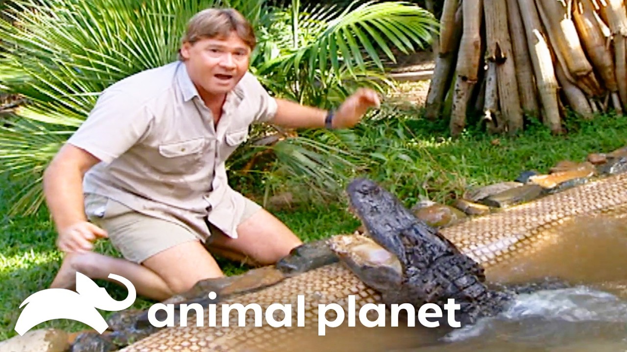 Steve Gets Bit by a Croc! | The Crocodile Hunter | Animal Planet