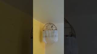 Rouquidão em curió curada