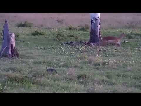 Djuma: Impala females and lamb and Helmeted Guinea Fowls - 18:27 - 11/17/2022