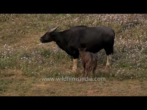 Gajal (mithun) (Bos frontalis) — video o chove a starostlivosti