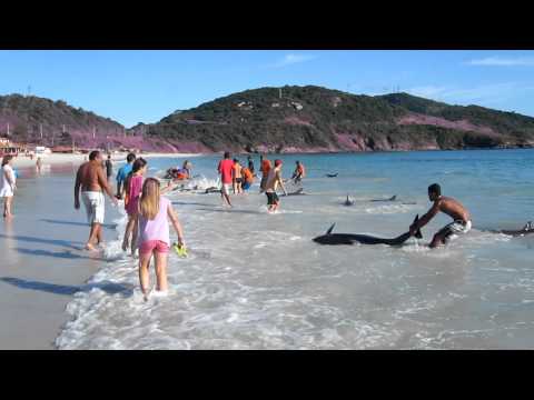 A Beautiful And Heart Warming Rescue of Dolphins