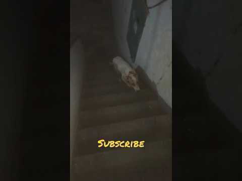 Dog upstair #animals #pets #dog #love #viral #ytshort , 🙂♥️