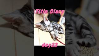 Titia Diary09「仔猫お迎えしました」【day21to25】 #アメリカンショートヘアー #シルバータビー #shorts