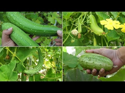 Growing Gourds Part 1 of 5 Introduction to Gourds