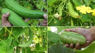 Growing Gourds Part 1 of 5 - Introduction to Gourds