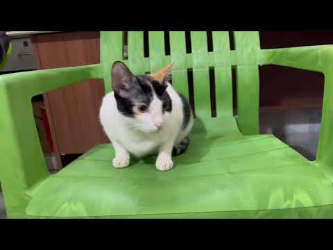 Cat sitting in my chair