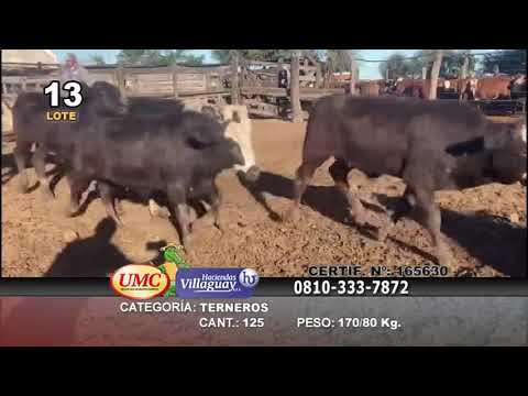 Lote 125 Terneros en Quitilipi, Chaco