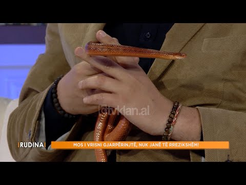 Gjarpri rrëshqet nga duart e veterinerit dhe hyn në...