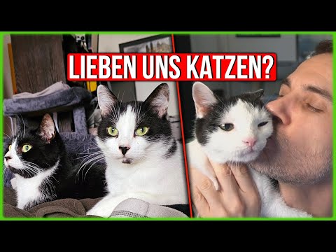 Lieben uns die Katzen wirklich - oder ist das alles nicht echt?