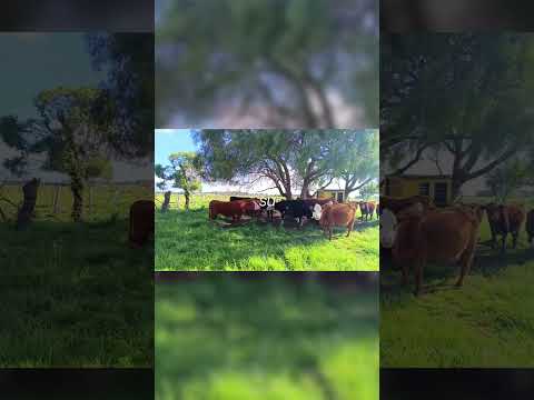 Campo en canelon chico / Canelones / Uruguay