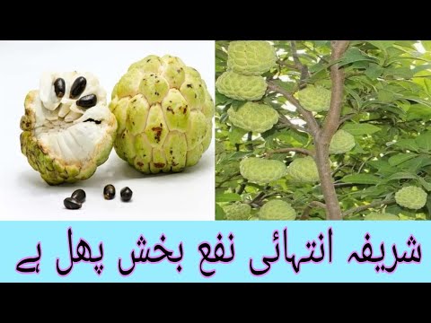 A profitable fruit #custard apple , || how to grow custard apple from seed, || Custard apple farming