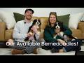 Mini Bernedoodle dogs for sale: Banjo - Video 1