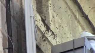 preview picture of video 'Un essaim d'abeilles rue nationale à Lectoure !'