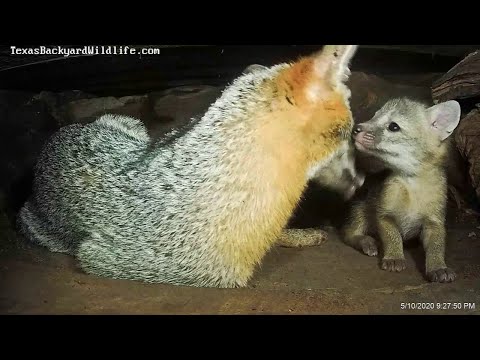 image-Can a fox be in a den?