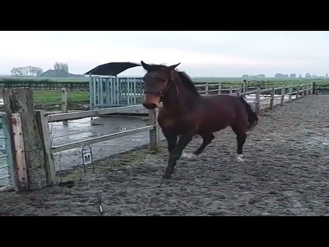 Te koop: Machiavelli &ndash; jonge Groninger hengst 