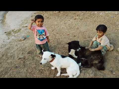 Cute babies playing with Dogs Compilation | funny baby and pets
