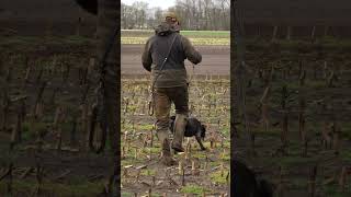 Cleo auf der Hasenspur bei der VJP 🐰👣  #hundeausbildung #jagd #jagdhund