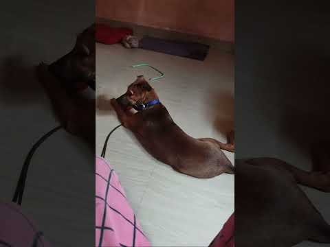 Nenu Mi Hari Priya .Please save animals .