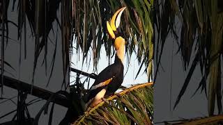 Download lagu Suara burung rangkong besar. mp3