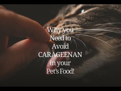 WHY YOU NEED TO AVOID CARRAGEENAN IN YOUR PET’S FOOD!!