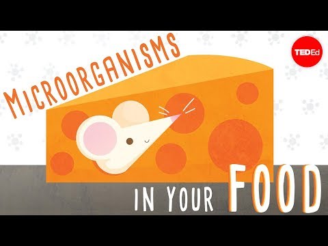 The beneficial bacteria that make delicious food - Erez Garty