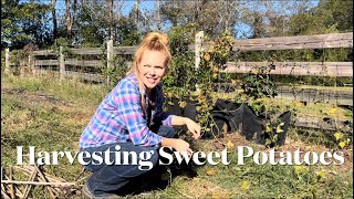 Harvesting Our Sweet Potatoes In The Big Garden