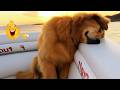 The LAZIEST Dogs In The World Are Right Here 🤣🐶 NEW Funny Dog Videos DEFAULT Thumbnail