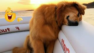 The LAZIEST Dogs In The World Are Right Here 🤣🐶 NEW Funny Dog Videos MQDEFAULT Thumbnail