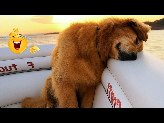 The LAZIEST Dogs In The World Are Right Here 🤣🐶 NEW Funny Dog Videos SDDEFAULT Thumbnail