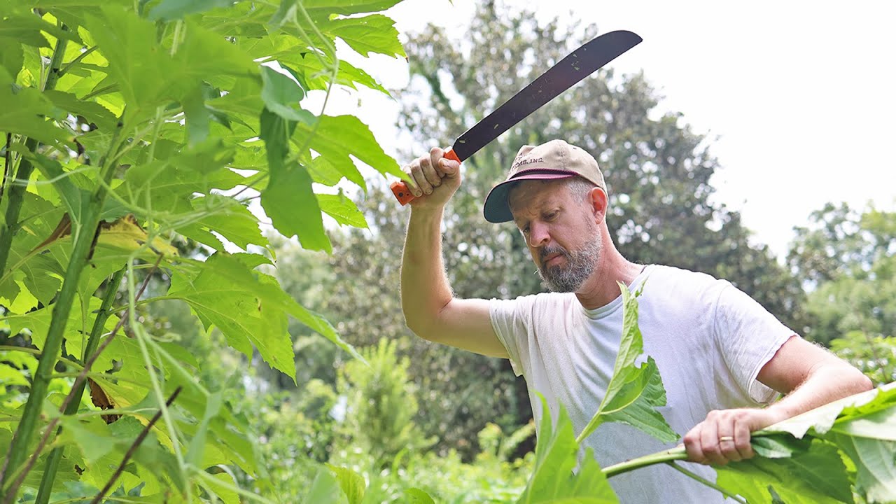 Got Weeds? Good. Use Them to Fix the Soil in a Food Forest!