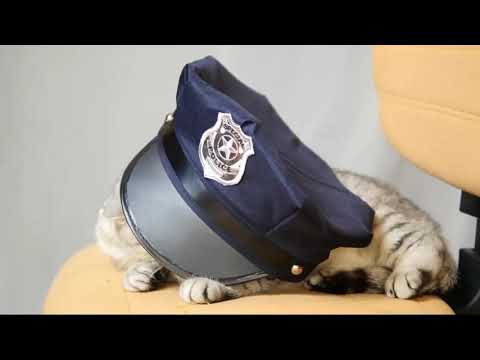 cute cat with police cap | cat baby funny video | YouTube shorts #youtubeshorts #shorts